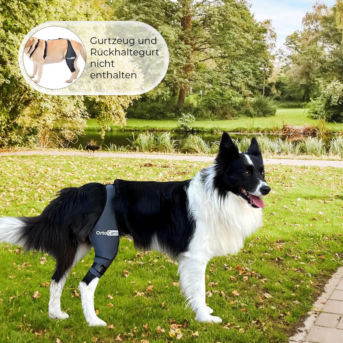 Resigilat|Ortocanis genunchiera pentru caini, picior posterior stang, neopren ARD, pentru leziuni ligamentare, luxatie rotuliana si osteoartrita, Mini 15-16 cm